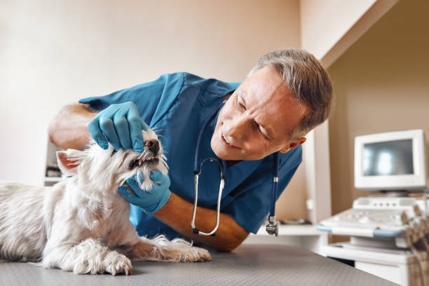 Best Same-Day Emergency Dentist in Leisure Village East, NJ